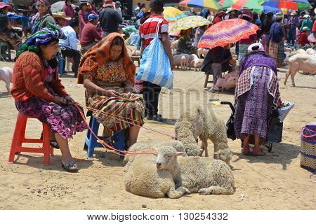 QUETZALTENANGO GUATEMALA april 28 2016 : People sale sheeps Quetzaltenango maket. This native market is the most colorful in Central America