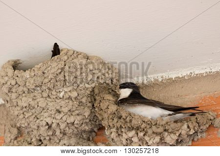Small urban bird building its nest in the wall of a building