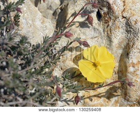 Arabian Rock-rose - Fumana arabica Yellow Cistaceae Flower