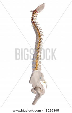 Spinal kolommen