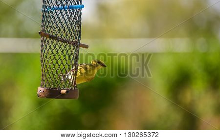 Little Yellow birds - American Goldfinches (Spinus tristis) feeding at a seed feeder as they make their new homes.