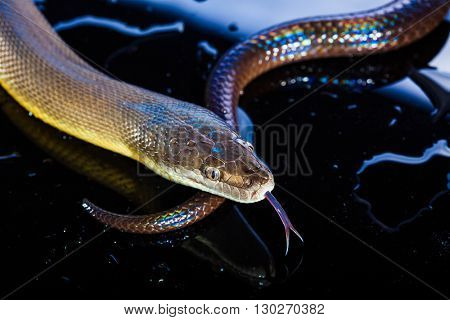 Single Rainbow Serpent Water Python - Liasis fuscus - isolated on black mirror in studio