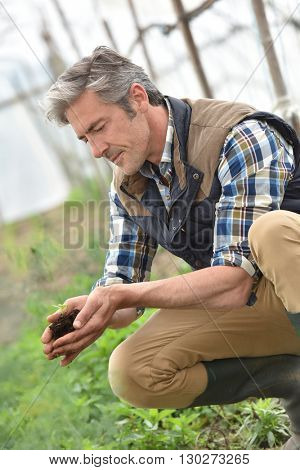 Farmer using loam to plant new seeds