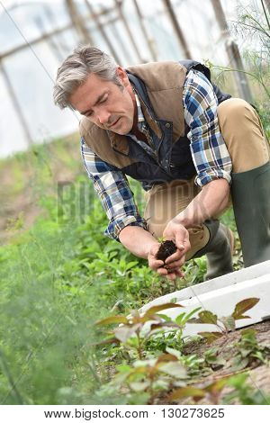 Farmer using loam to plant new seeds