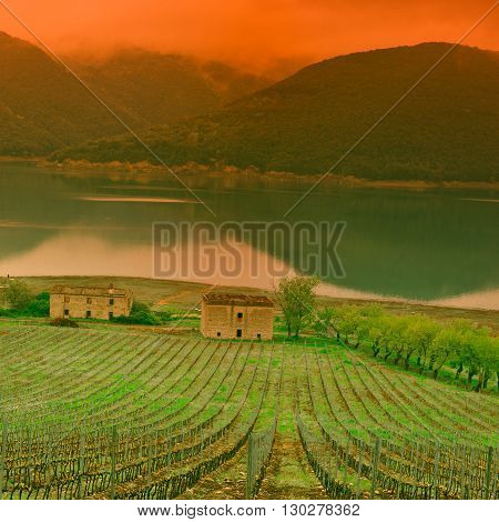 Vineyard on the Shore of Lake Corbara in Italy at Sunset