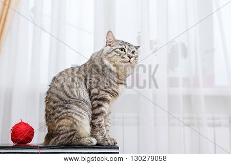 Kuril Bobtail cat looking sideways. Ball of yarn. Thoroughbred cat. Cute and funny kitten. Pet.