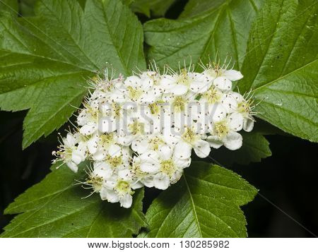 Blossoming hawthorn or maythorn Crataegus flowers and leaves close-up selective focus shallow DOF