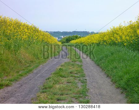 Dirt Road In The Green And Yellow Fields