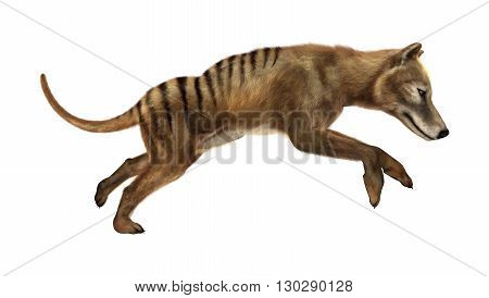 3D Rendering Thylacine On White