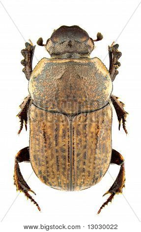 Cheironitis Ungaricus