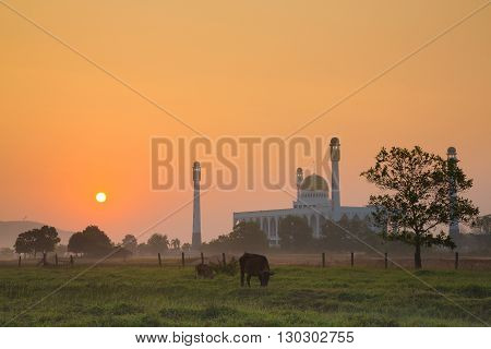 Sunrise on field with the mosque in Thailand