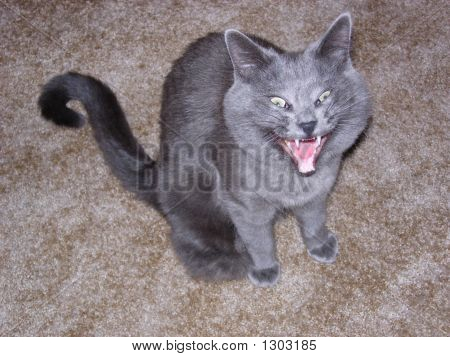 Gato