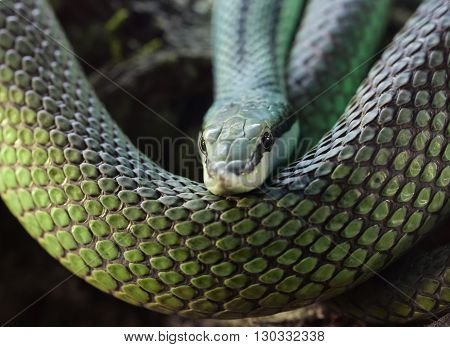 Philodryas Baroni is a species of snake family xenodontinae