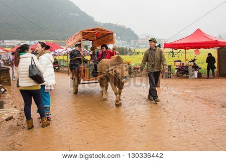 Luoping, China - February 26, 2016: Man riding a water buffalo for the tourists among the rapeseed flowers fields of Luoping in Yunnan China