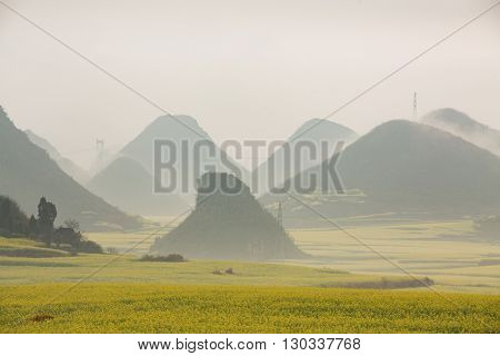 Yellow rapeseed flower field with the mist in Luoping, China