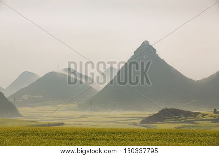Yellow rapeseed flower field with the mist in Luoping, China