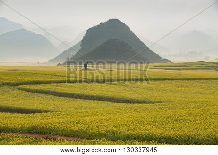 Yellow rapeseed flower field with the mist in Luoping, China