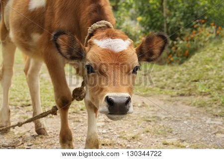 A young red calf with white spot on its forehead