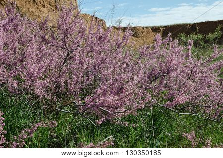 Tamarix bloom in spring in the steppe region of Astrakhan Russia