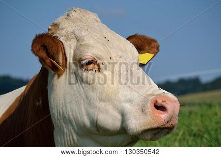side profile of a domestic cow on meadow - detail