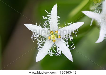 Bogbean (Menyanthes trifoliata) flower. Close up of flower of aquatic plant in the family Menyanthaceae showing detail of anthers and stigma