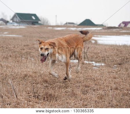 Redhead dog with his tongue hanging out running across field on background of houses