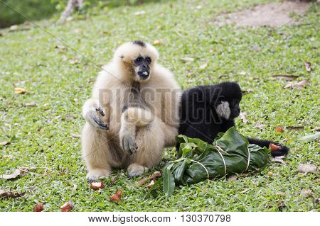White and Black Cheeked Gibbon or Lar Gibbon eating the fruit