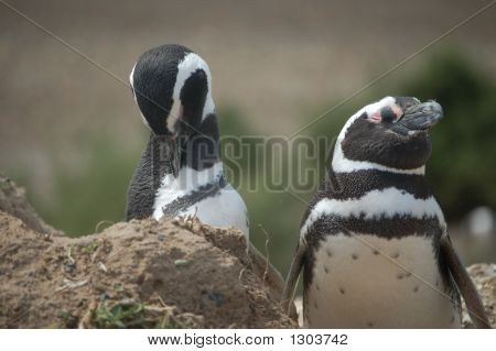 İzlerken penguenler