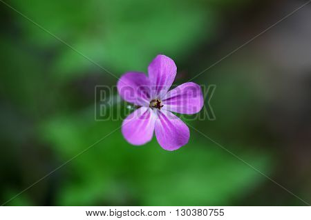 Flower of the Herb-Robert Geranium robertianum. A wild growing traditional medical plant.