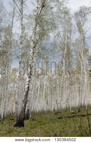 Spring Forest On The Lake Arakul