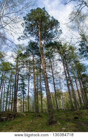 Spring Forest On The Lake Arakul