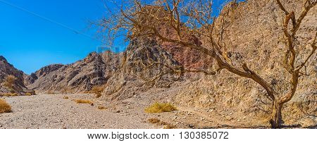 The valley among Eilat mountains with the poor vegetation and the camel thorn tree Israel.