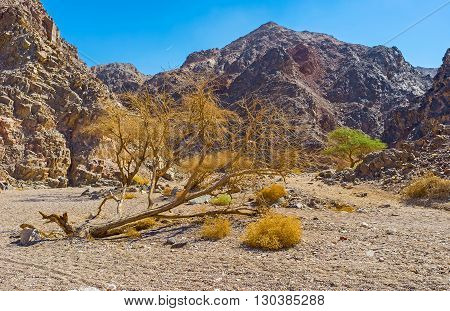 The fallen camel thorn tree on the path in valley in Eilat mountains Israel.