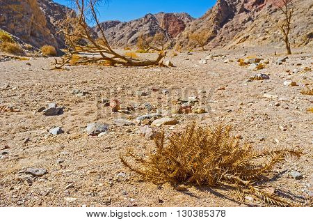 The tiny dry thorn with the dead camel thorn tree on the background in the desert valley of Eilat mountains Israel.