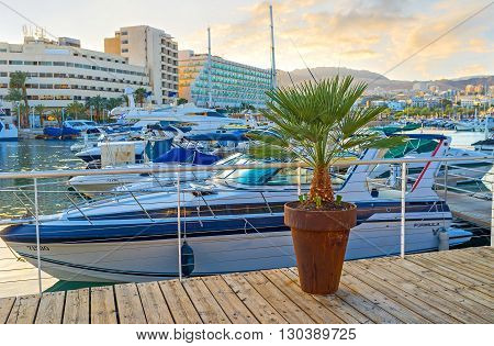 EILAT ISRAEL - FEBRUARY 23 2016: The small palm in the flower pot in the central promenade of resort on February 23 in Eilat.
