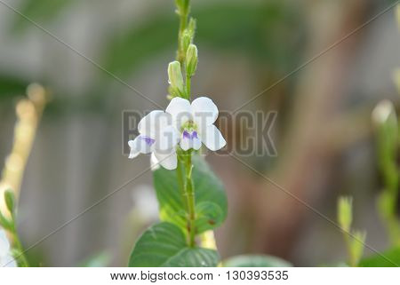 flower of centipede plant in backyard garden