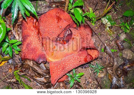Rafflesia Flower Blossoming