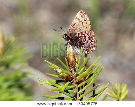 Western Pine Elfin Butterfly - Callophrys eryphon