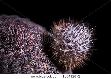 macro echinocereus rubispinus succulent plant on black background