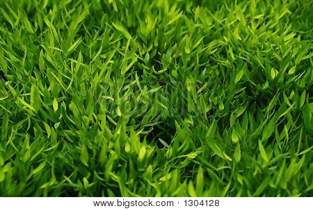 Green Grass