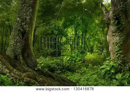 Tropical jungle in Thailand with trees and roots