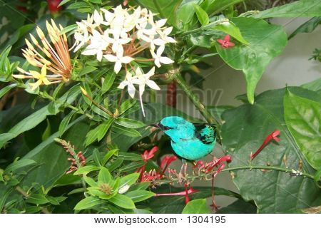 Bluebird Key West