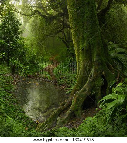 Tropical jungle in Nepal with small pond and its reflection of trees