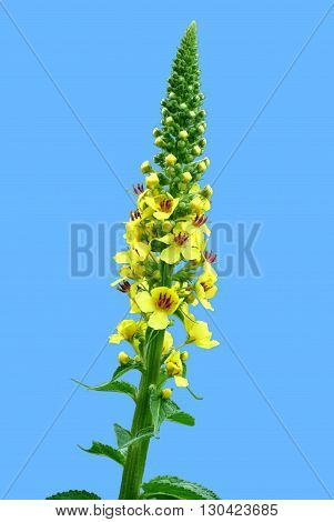 Agrimony Latin name Agrimonia eupatoria in flower