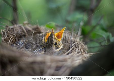 Life nest with chicks in the wild.