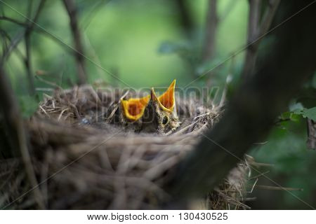 Life nest with chicks in the wild.