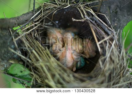 Life nest with chicks in the wild.