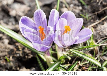 Crocus -blomming spring flowers.