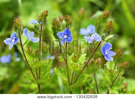 Blue small  flowers bird's-eye speedwell. Veronica chamaedrys.
