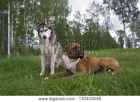 several dogs outdoors,Breed of a dog boxer and malamute, Dog dog, Brown, Tiger strips,color white with gray and black,the wood,lies on a grass,